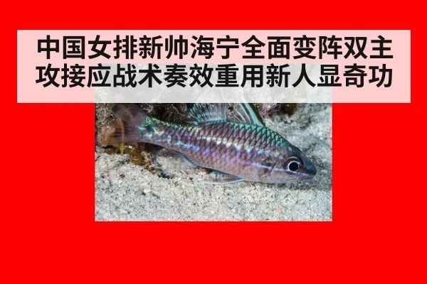 中国女排新帅海宁全面变阵双主攻接应战术奏效重用新人显奇功